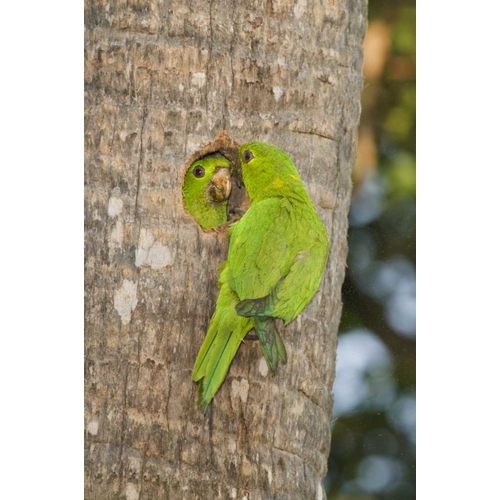 TX, McAllen Green parakeets at cavity nest